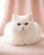 白たん