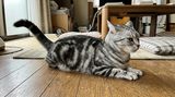 しっぽを振りながら床に伏せるサバトラ猫