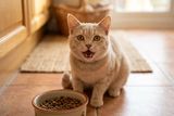 ごはん皿の前で口を開けてこちらを見る茶トラ猫
