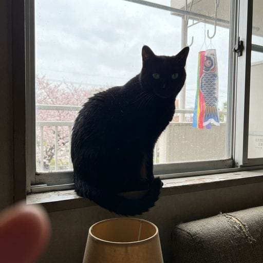 黒：窓辺。柔らかい午後の光…遠い桜が、春を連れてくる。こどもの日、空には見えない鯉のぼり…静かな雨の匂い、気配だけ。この世界…