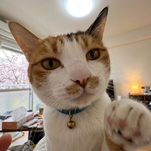 三毛：あったかいひざし。べつに、すきとかじゃないし。まどからのぞくさくらも、たまたまきれいにみえただけ🌸。このからだ、ノーフ…