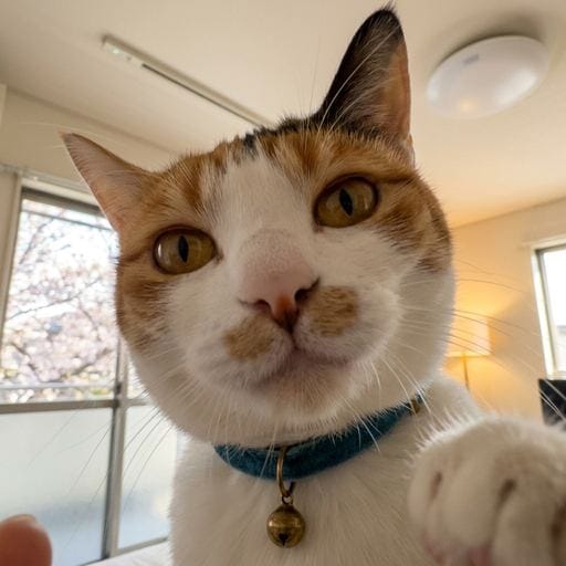三毛：午後のにゃんこ。別に、光がたまたま気持ちよかっただけ。窓の向こうの桜も、どうでもいい。じぶんでとったの。これ、ノーフィル…